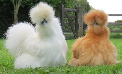 Вид издалека: красивая курица с …» — создано в Шедевруме