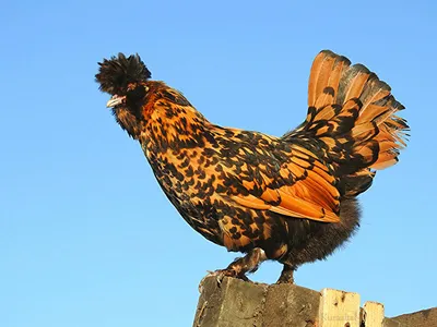 Бесплатное изображение: красивая, курица, темные, красочные, перья