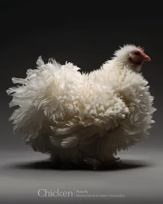 Красивая курица наседка сидит на …» — создано в Шедевруме
