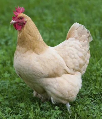 красивая курица во дворе на ферме. домашнее животное Стоковое Фото -  изображение насчитывающей одно, ангстрома: 234327492