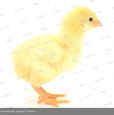 Красивая Курица Ребенка — стоковые фотографии и другие картинки Без людей -  Без людей, Бизнес, Ветеринарная клиника - iStock