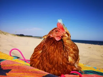 Красивая курица рябая» — создано в Шедевруме