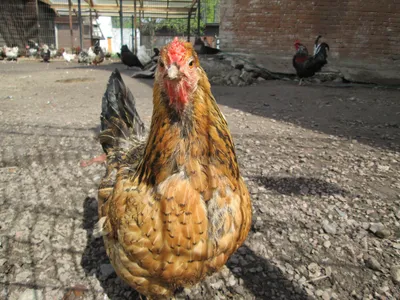 красивая курица на зелёной траве. домашнее животное Стоковое Фото -  изображение насчитывающей свободно, черный: 234565614