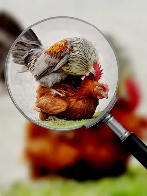 Красивая распушенная курица мама …» — создано в Шедевруме