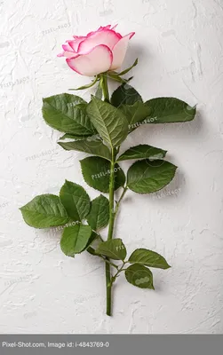 Красивая роза на белом столе :: Стоковая фотография :: Pixel-Shot Studio