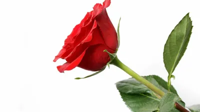 Обои Красивая роза, картинки - Обои для рабочего стола Красивая роза фото  из альбома: (цветы)