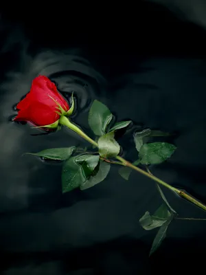 Самая красивая роза · бесплатное фото