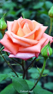 Красивая утренняя роза — Fokart.net