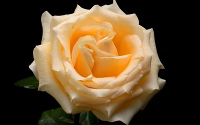 Картинка Красивая роза » Розы картинки (255 фото) - Картинки 24 » Картинки  24 - скачать картинки бесплатно