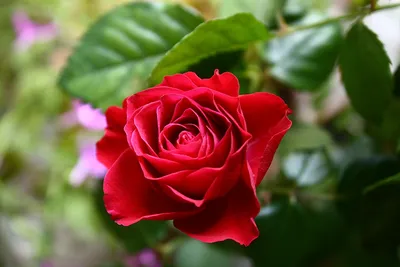 Одна красивая роза - 55 фото