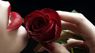 Красивая роза в руках красивой девушки - обои на рабочий стол