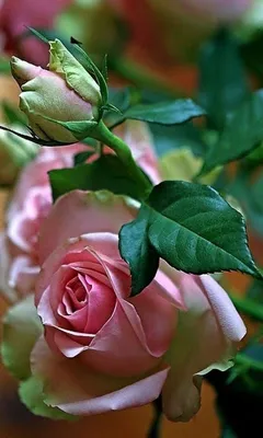 Одна роза очень красивая - фото и картинки: 65 штук