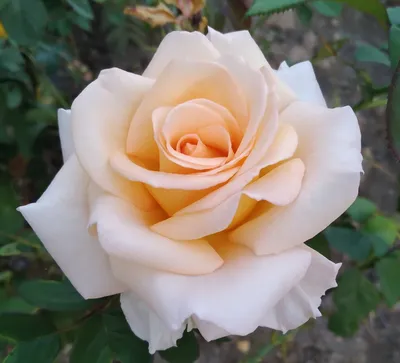 Роза чайно-гибридная Версилия - «Очень красивая роза, одна из моих любимых  чайно-гибридных сортов» | отзывы