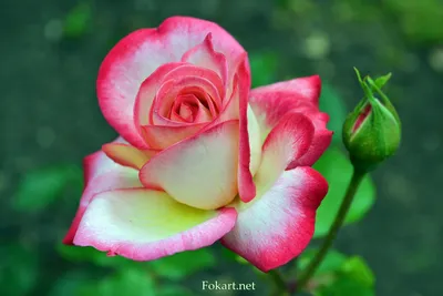 Красивая роза в саду — Fokart.net