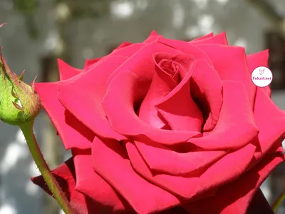 Очень красивая роза — Fokart.net