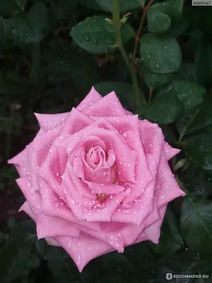 Роза сорта Аква - «Была как гадкий утенок, но осенью превратилась в  прекрасного лебедя! Очень красивая роза \