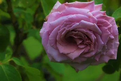 картинки : Роза, природа, весна, красивая, люблю, Романтичный, Красочный,  цветущее растение, лепесток, Розовый, Садовые розы, Rosa Centifolia,  Флорибунда, Розовая семья, окружающая среда, Julia child rose, ботаника,  пурпурный, сирень, Порядок розы ...