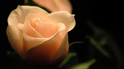 Обои Кремовая роза, картинки - Обои для рабочего стола Кремовая роза фото  из альбома: (цветы)