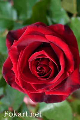 Роза цвета вишни, вертикальная картинка | Розы, Цветы, Красивые розы