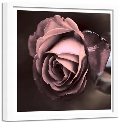 Купить Картина в белой раме Красивая роза 80х80: отзывы, фото и  характеристики на Aredi.ru