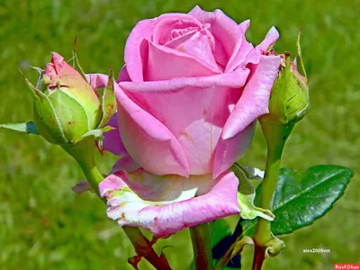 Фото: Когда красивая роза - ею очарован даже небосвод!. Александр МАШКОВ.  Макро - Фотосайт Расфокус.ру
