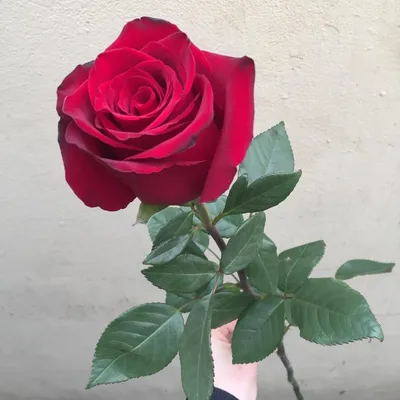 Красивая Роза Голландия купить в Ростове-на-Дону - Заказать с доставкой  недорого