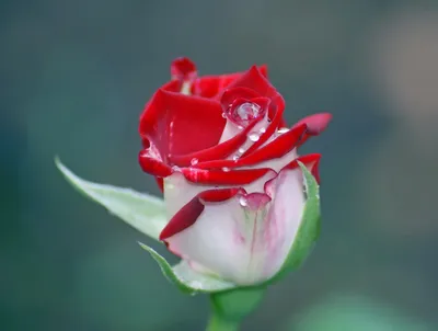 Одна красивая роза - 55 фото