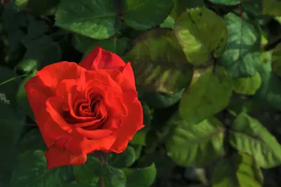 Красивая роза фотографии