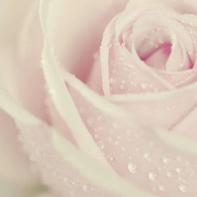 Фотообои Красивая роза 6074 купить в Украине | Интернет-магазин Walldeco.ua