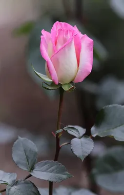 Одинокая роза - 38 фото
