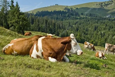 Красивой коровы фото