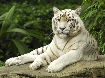 Белый тигр. White Tiger (60 обоев) » Смотри Красивые Обои, Wallpapers,  Красивые обои на рабочий стол