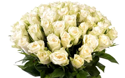 Картинка Красивый букет белых роз » Букеты цветов картинки (290 фото)  скачать бесплатно - Картинки 24 » Картинки 24 - скачать картинки бесплатно