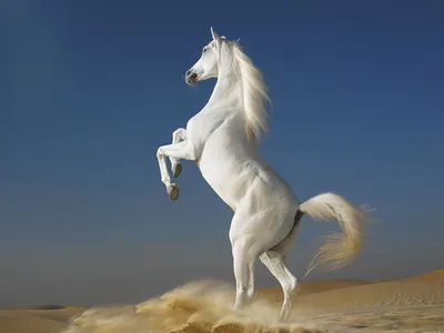 Красивые лошадей [42 картинки]