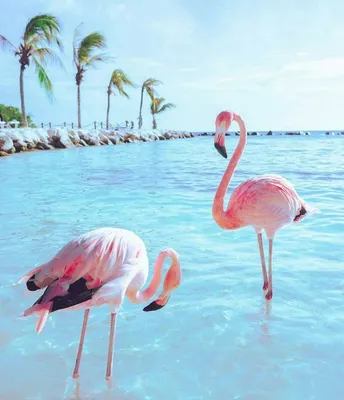 Красивые фламинго фото