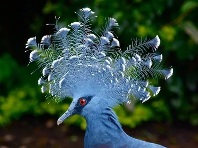 МБУ \"ЦБС г.Белогорска\" - Сильные и выносливые птицы - голуби.