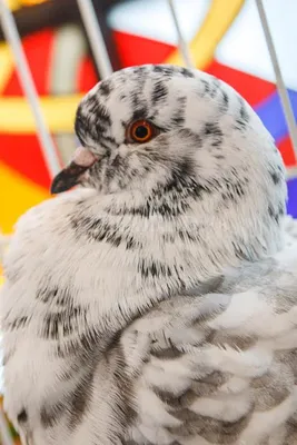 Красивые голуби с кудрявыми пышными …» — создано в Шедевруме