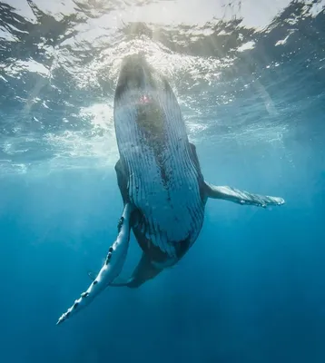 Красивые китов фото