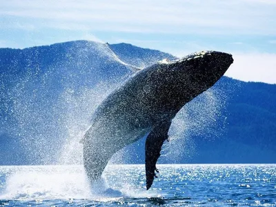 🐳 Синий красивый кит выпрыгевает …» — создано в Шедевруме