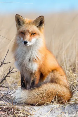 Красивые лисы фото