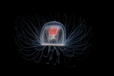Красивые медузы фото