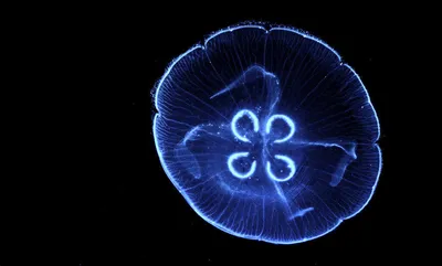 Самые красивые и яркие медузы (Фото) - BlogNews.am