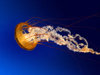 Красивые медузы движутся медленно в аквариум в дубае Стоковое Изображение -  изображение насчитывающей красно, отрава: 190358139