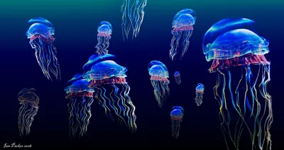 Медузы Черного моря-милые предки позвоночных или ужас глубин? | BioLand |  Дзен