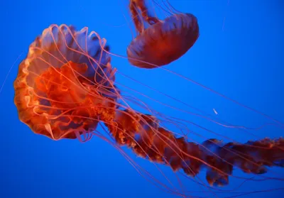 Красивые медузы, Медуза в неоновом свете с рыбами Подводная жизнь в медузах  океана возбуждая и космическая видимость Стоковое Фото - изображение  насчитывающей рыбы, природа: 153462604