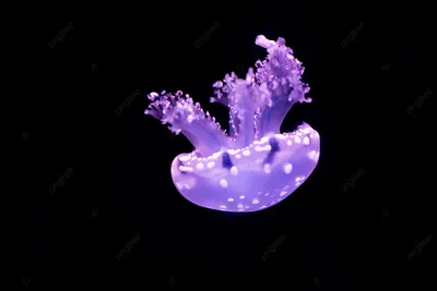 Красивые медузы, Медуза в неоновом свете с рыбами Подводная жизнь в медузах  океана возбуждая и космическая видимость Стоковое Изображение - изображение  насчитывающей красивейшее, природа: 150896227
