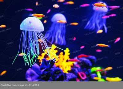 Медузы обои - 57 фото