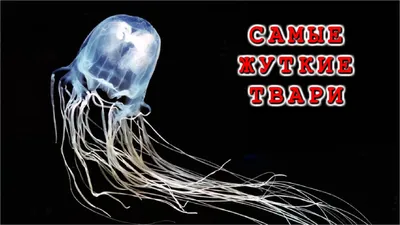 Красивые медузы животных Фон И картинка для бесплатной загрузки - Pngtree