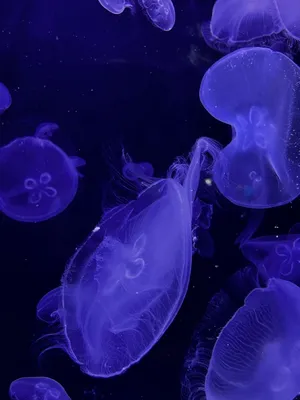 Красивые медузы. Настройка рисунков медуз на белом фоне изолированной.  Иллюстрация акварели. Иллюстрация штока - иллюстрации насчитывающей  студень, коралл: 189952729