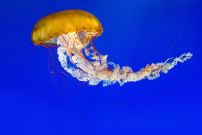 Картинки по запросу красивые медузы | Animals, Fish pet, Pets